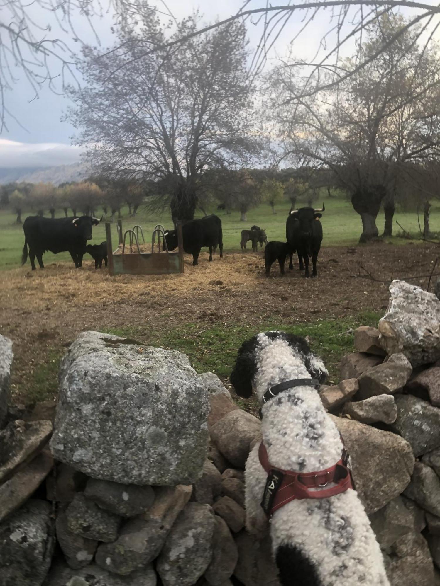 Alojamiento Rural El Petirrojo Cerceda  Bagian luar foto
